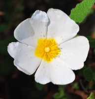 Passeio_2009-05-24_0226.JPG