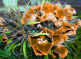Flores