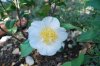 Camellia_03-2018_3351
