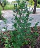 Chrysanthemum_05-2016_1166