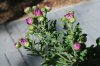 Chrysanthemum_09-2017_2870