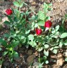 Rosa_05-2017_2452