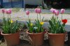 Tulipa_03-2018_3305