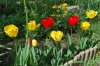 Tulipa_04-2018_3366