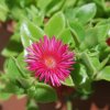 Aptenia_cordifolia