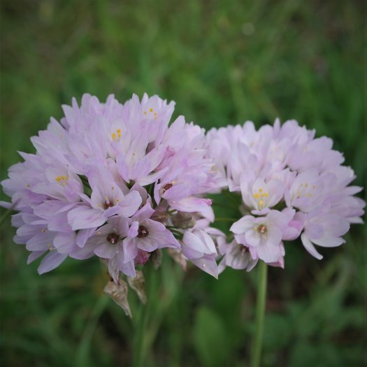 Allium roseum 04 2016 1035