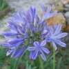 Agapanthus africanus