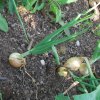 Allium cepa
