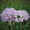 Allium roseum