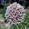 Allium sativum