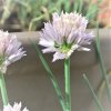 Allium schoenoprasum