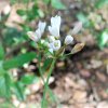 Allium subvillosum