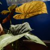 Alocasia