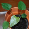 Anthurium_andraeanum