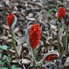 Arum_italicum