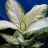 Dieffenbachia
