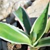 Agave_americana