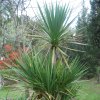 Agave_sisalana