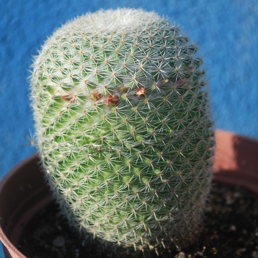 Mammillaria