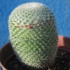 Mammillaria