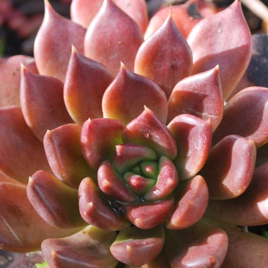 Echeveria