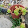 Aeonium_spathulatum