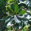 Arbutus_unedo