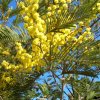 Acacia_dealbata