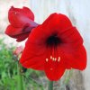 Freesia