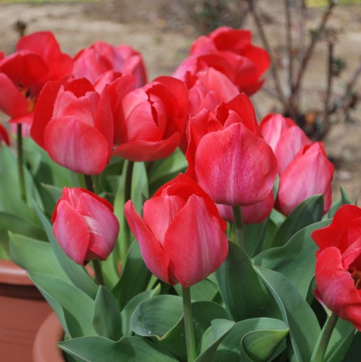 Tulipa