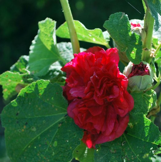 Alcea_rosa