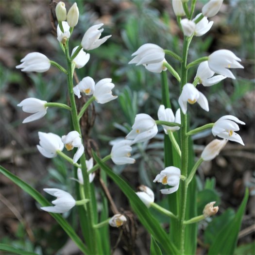 phoca thumb l Cephalanthera longifolia