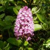 Anacamptis_pyramidalis