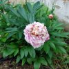 Paeonia