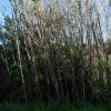 Arundo_donax