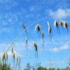 Avena_sterilis