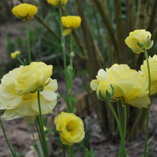 Ranunculus