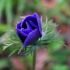 Anemone_coronaria