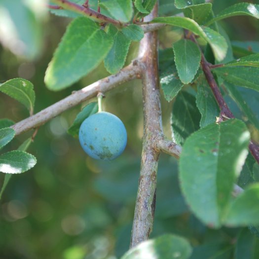 phoca thumb l Prunus spinosa