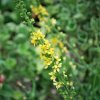 Agrimonia_eupatoria