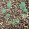 Aronia_prunifolia
