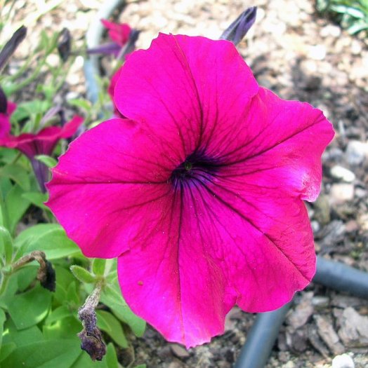 Petunia