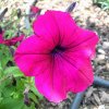 Petunia