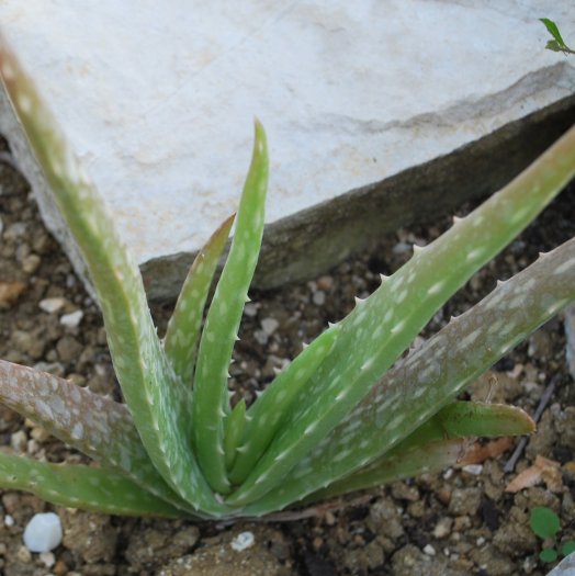 Aloe_vera