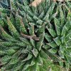 Aloe_aristata