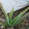 Aloe_vera