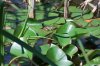 Lago_2009-05-27_0255
