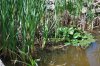 Lago_2010-05-14_0382