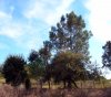 Pinhal_2007-10-28_2849