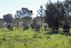 Pinhal_2010-03-09_0223